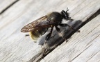 Laphria flava -  2. Fund (Weibchen)