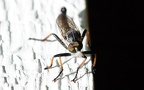 Familie Asilidae (Latreille, 1802)
