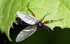 Familie Bibionidae (Fleming, 1821)