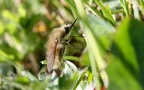 Familie Bombyliidae (Latreille, 1802)
