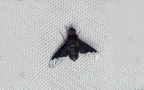 Familie Bombyliidae (Latreille, 1802)