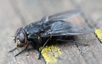 Familie Calliphoridae (Brauer & Bergenstamm, 1889)