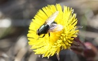Familie Calliphoridae (Brauer & Bergenstamm, 1889)