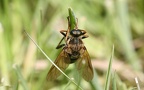 Familie Coenomyiidae (Westwood, 1838)
