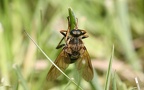 Coenomyia ferruginea -  2. Fund