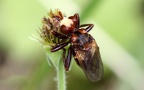 Sicus ferrugineus -  2. Fund