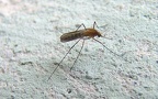 Familie Culicidae (Meigen, 1818)