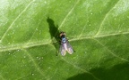 Familie Dolichopodidae (Agassiz, 1846)