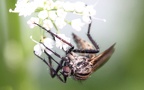 Familie Empididae (Latreille, 1804)