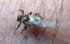 Familie Hippoboscidae (Leach, 1815)