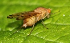 Familie Lauxaniidae (Macquart, 1835)