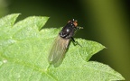 Familie Lauxaniidae (Macquart, 1835)