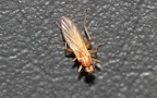 Familie Lonchopteridae (Curtis, 1839)