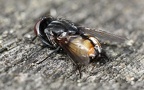 Familie Muscidae (Latreille, 1802)