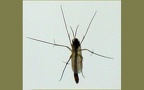 Familie Mycetophilidae (Newman, 1834)