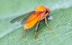 Familie Platypezidae (Walker, 1884)
