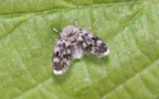 Familie Psychodidae (Newman, 1834)