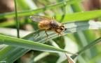 Scathophaga stercoraria (Linnæus, 1758)