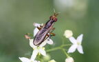 Limnia unguicornis (Scopoli, 1763)