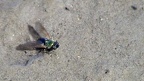 Familie Stratiomyidae (Latreille, 1802)