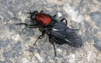 Familie Stratiomyidae (Latreille, 1802)