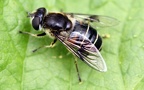 Familie Syrphidae (Latreille, 1802)