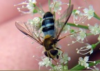 Familie Syrphidae (Latreille, 1802)