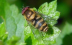 Familie Syrphidae (Latreille, 1802)