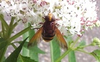 Volucella zonaria -  4. Fund