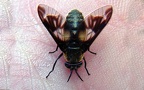 Familie Tabanidae (Latreille, 1802)