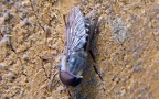 Familie Tabanidae (Latreille, 1802)