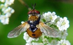 Familie Tachinidae (Robineau-Desvoidy, 1830)