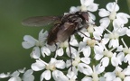 Familie Tachinidae (Robineau-Desvoidy, 1830)