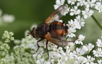 Familie Tachinidae (Robineau-Desvoidy, 1830)