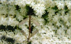 Familie Tipulidae (Pierre, 1924)