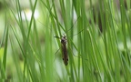 Familie Tipulidae (Pierre, 1924)