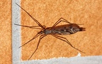 Familie Tipulidae (Pierre, 1924)