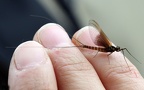 Familie Baetidae (Leach, 1815)