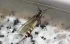 Ordnung Ephemeroptera (Hyatt & Arms, 1890)