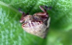 Unterordnung Cicadomorpha (Evans, 1946)