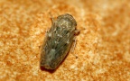 Ordnung Hemiptera (Linnæus, 1758)