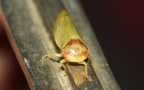 Ordnung Hemiptera (Linnæus, 1758)