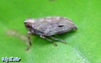 Unterordnung Fulgoromorpha (Evans, 1946)