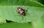 Adelphocoris spec. -  1. Larvenfund 