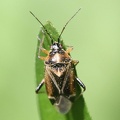 Harpocera thoracica -  2. Fund (Weibchen)