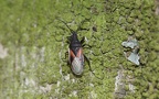 Ordnung Hemiptera (Linnæus, 1758)
