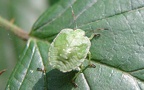 Palomena prasina (Linnæus, 1761)