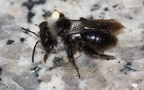 Familie Andrenidae (Latreille, 1802)
