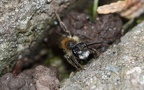 Familie Andrenidae (Latreille, 1802)