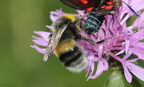 Bombus lucorum (Linnæus, 1761)